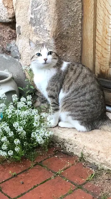 chatte reunited   69400 Villefranche-sur-Saône Pivoine