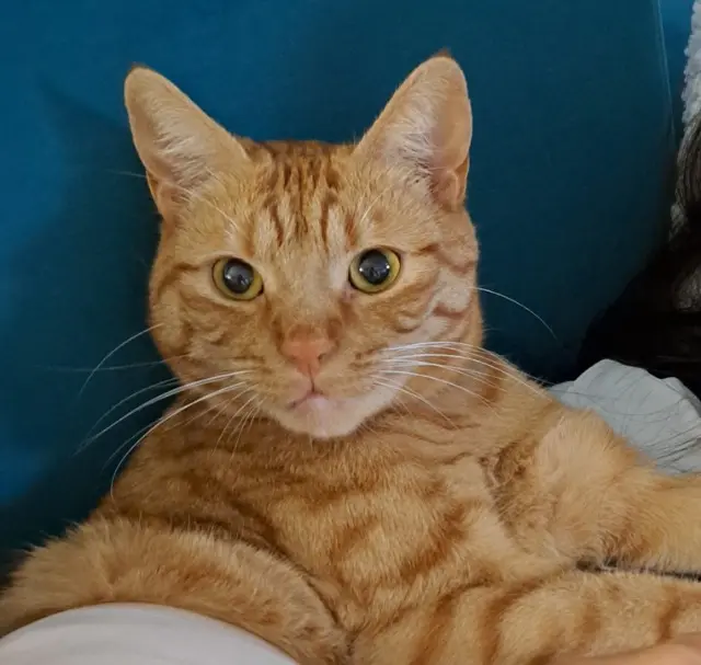 chatte reunited   69830 Saint-Georges-de-Reneins Princesse