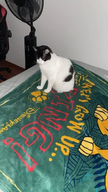 chatte reunited   69590 Saint-Symphorien-sur-Coise Ruby