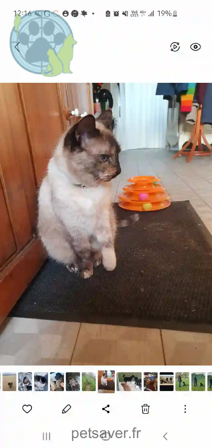 Chatte Trouvée 69 Rhône - Simbae Chatte Trouvée 69 Rhône - Simbae