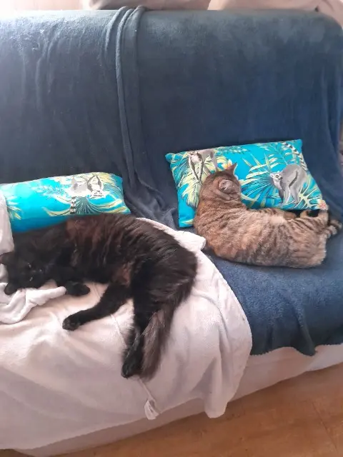 chatte reunited   69360 Communay Tonka