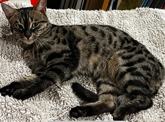 chatte reunited   69490 Saint-Romain-de-Popey Una
