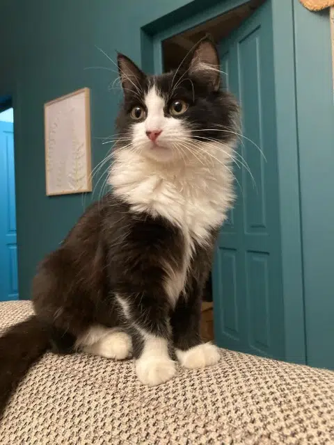 chatte reunited   69480 Lachassagne Uppy