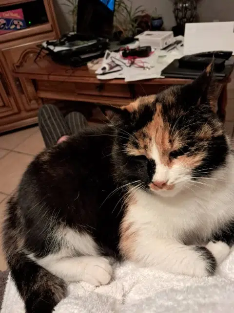 chatte reunited   69490 Vindry-sur-Turdine Tartine