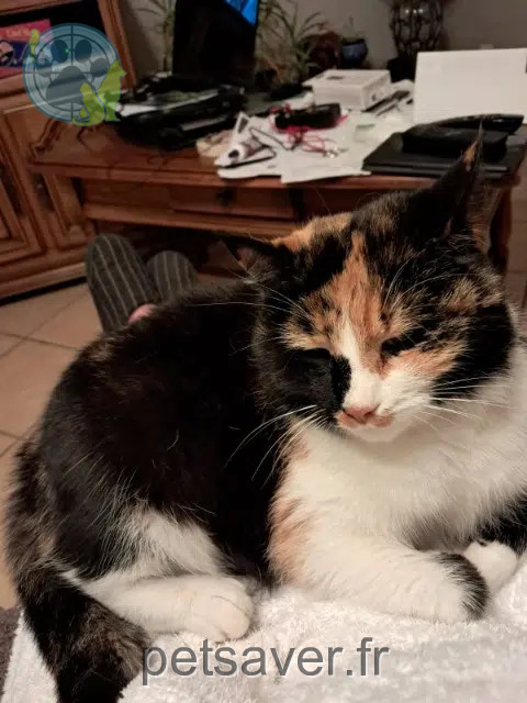 chatte reunited   69490 Vindry-sur-Turdine Tartine