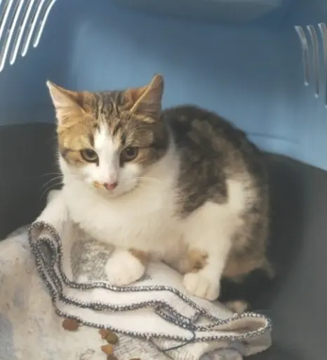 chatte reunited   69220 Belleville-en-Beaujolais Zara