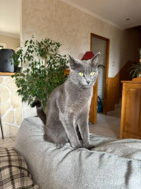 chatte reunited   69870 Claveisolles Zazou