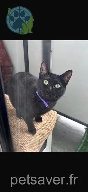 chatte reunited 69500 Bron Baya