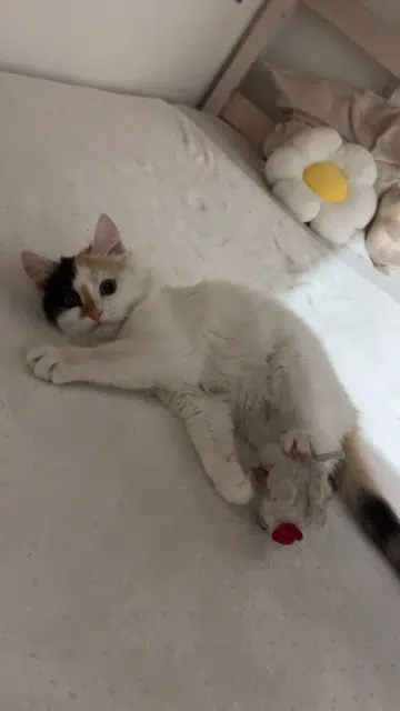 chatte reunited   69800 Saint-Priest Caramel