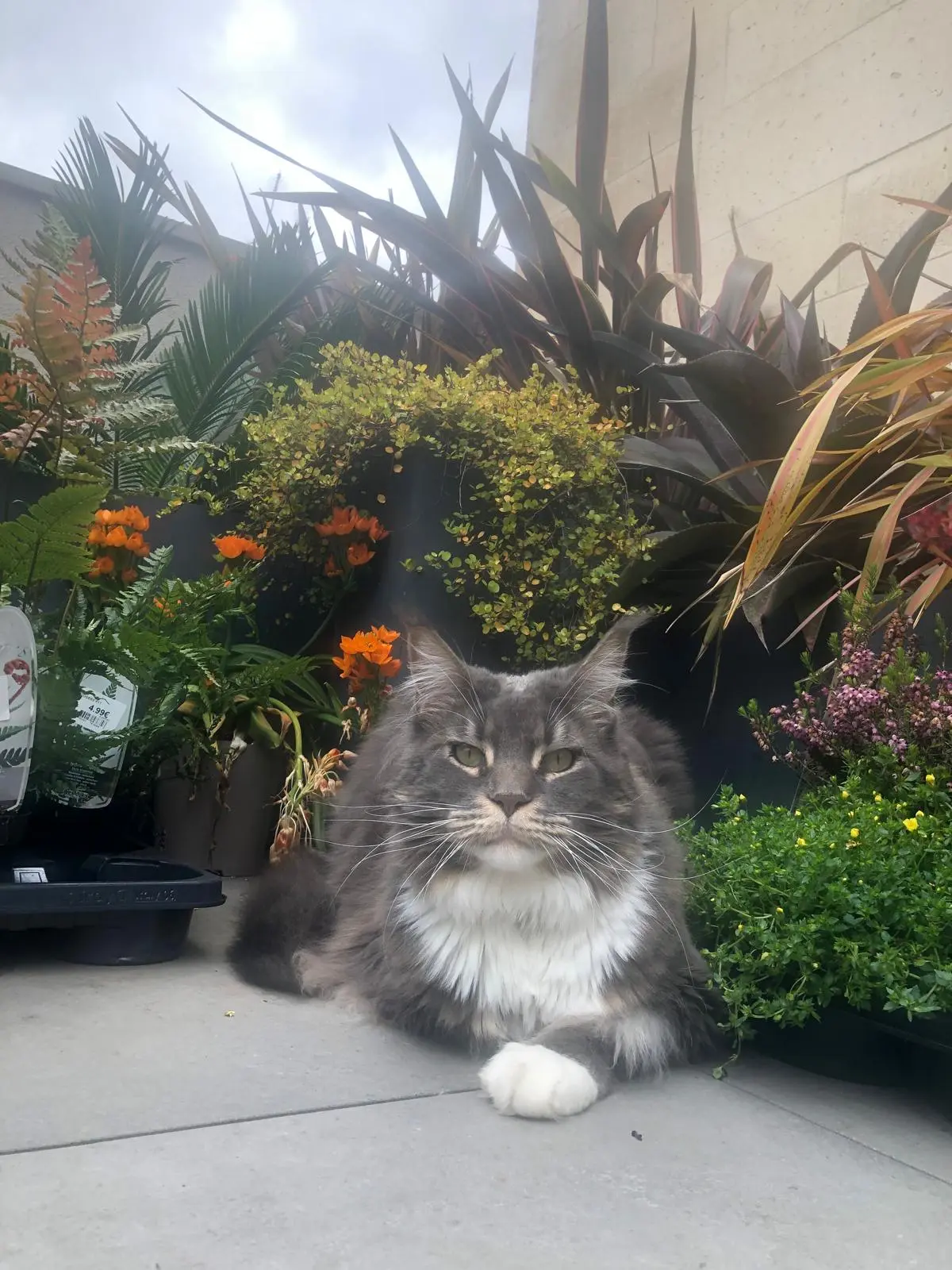 Chatte Trouvée 69M Métropole de Lyon Chatte Trouvée 69M Métropole de Lyon