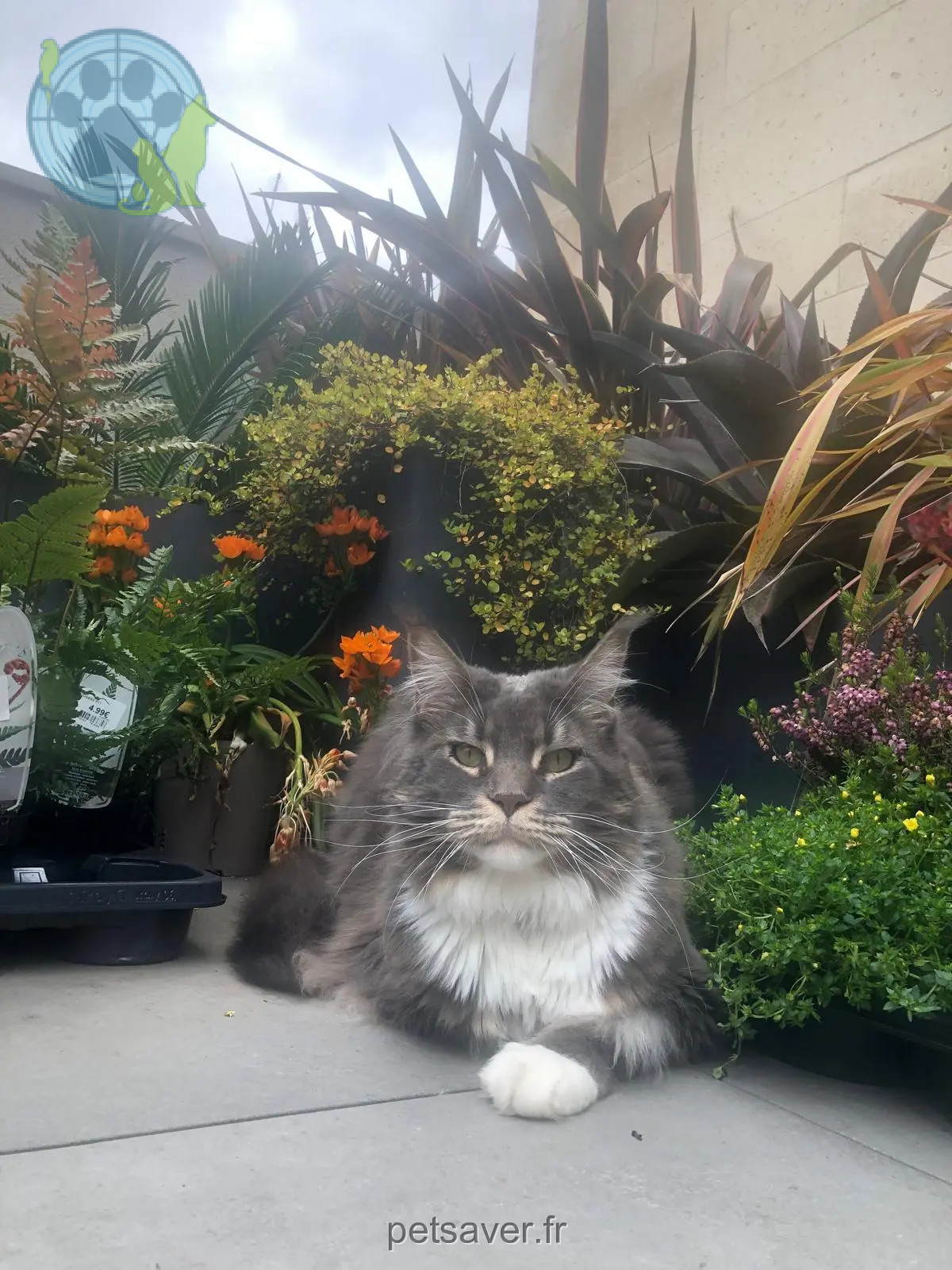 Chatte Trouvée 69M Métropole de Lyon Chatte Trouvée 69M Métropole de Lyon