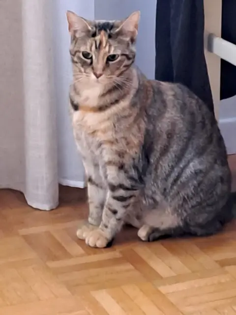 chatte reunited   69800 Saint-Priest Chama