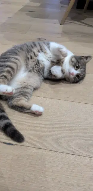 chatte reunited   69330 Jonage Chanelle