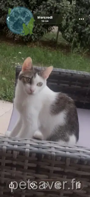 chatte reunited 69960 Corbas Choupinette