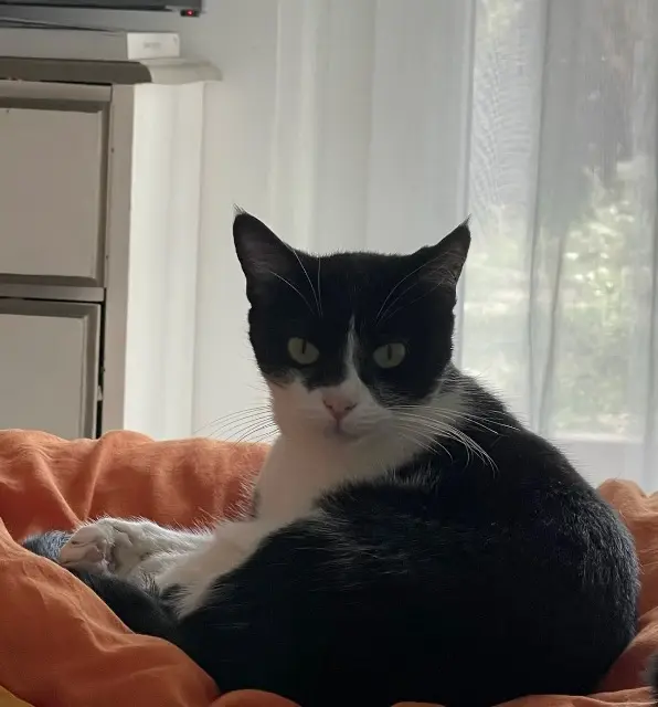 chatte reunited   69200 Vénissieux Dina
