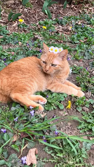 chatte reunited   69340 Francheville Dune