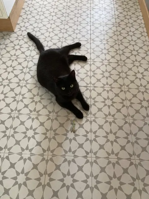 chatte reunited   69500 Bron Eclipse