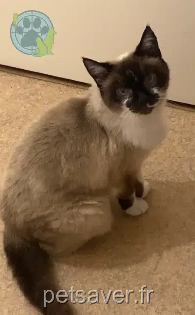 chatte reunited   69150 Décines-Charpieu Kamar