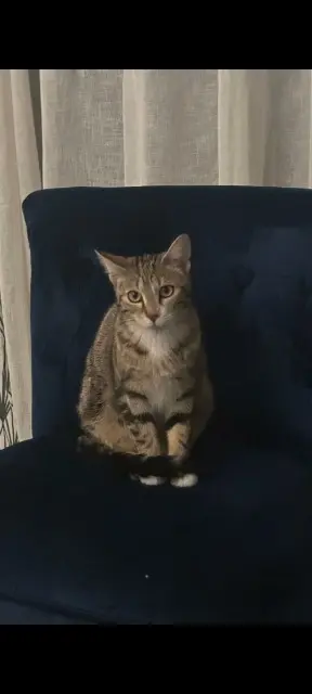chatte reunited   69500 Bron Lisa