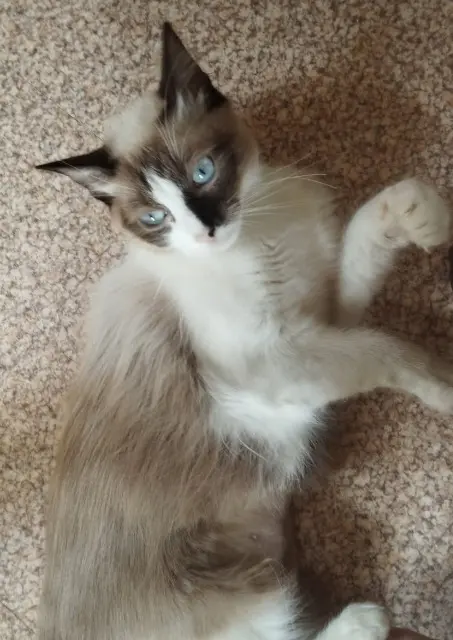 chatte reunited    Lyon Aster