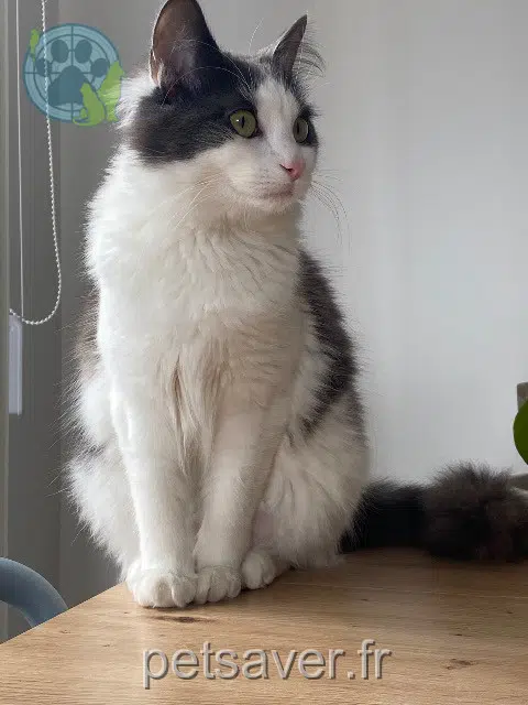 cat reunited    Lyon Bali