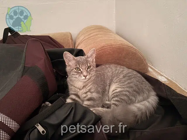 chatte reunited Lyon Bounty