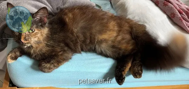chatte reunited Lyon Clémencia