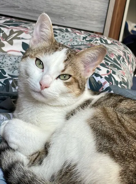 chatte reunited    Lyon Daisy