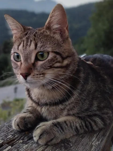 chatte reunited    Lyon Dora