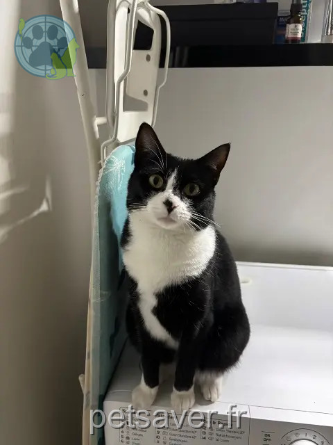 gata reunited Lyon Hinata