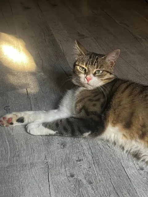 chatte reunited    Lyon HOSHI