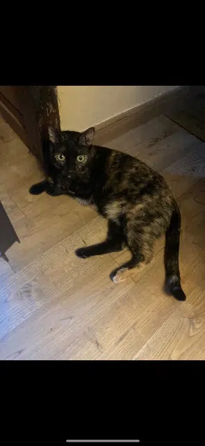 chatte reunited    Lyon Kaina