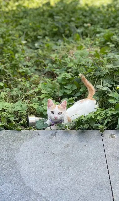 chatte reunited    Lyon Lya