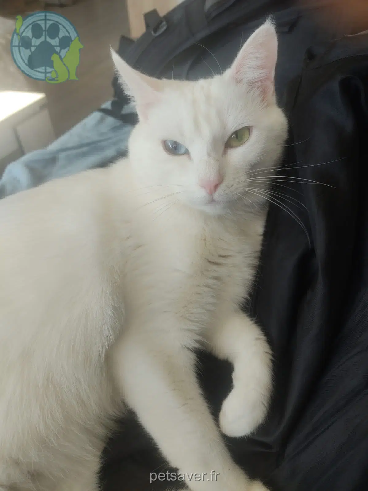 chatte reunited    Lyon Matcha