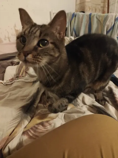chatte reunited    Lyon Maya
