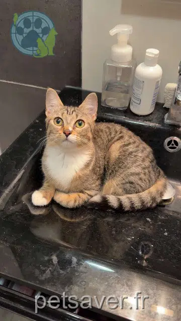 chatte reunited Lyon Nala