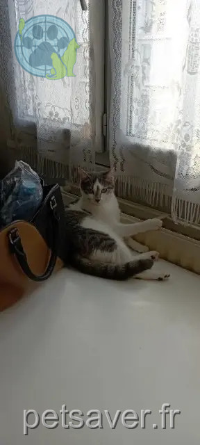 Katze reunited Lyon Nala