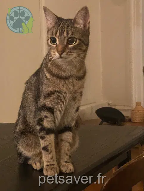 chatte reunited    Lyon Nyx