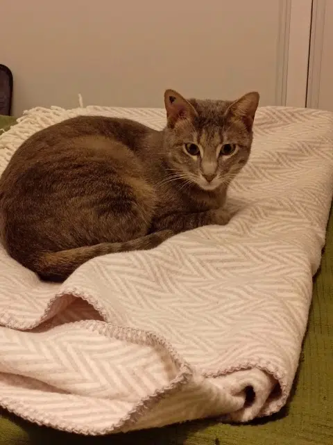 chatte reunited    Lyon Poussière