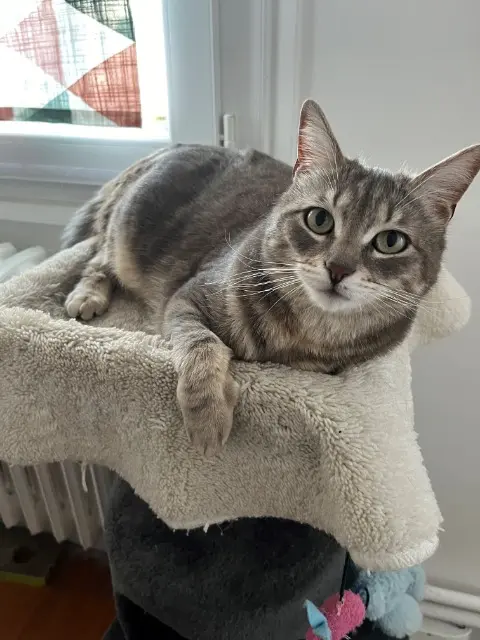 chatte reunited    Lyon Scarlett