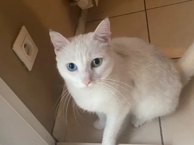 chatte reunited    Lyon Stella