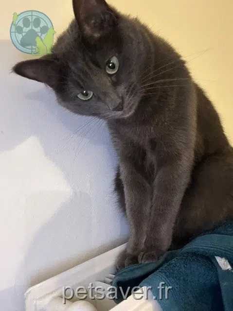 gatta reunited    Lyon Stitch
