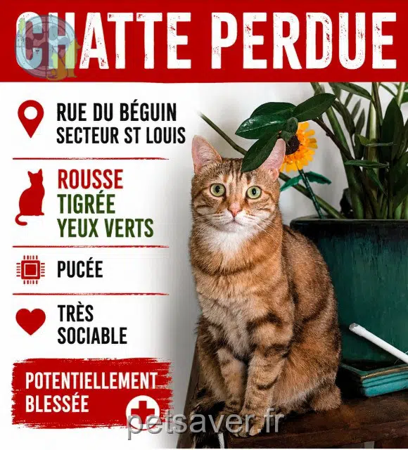 chatte reunited    Lyon Stuka