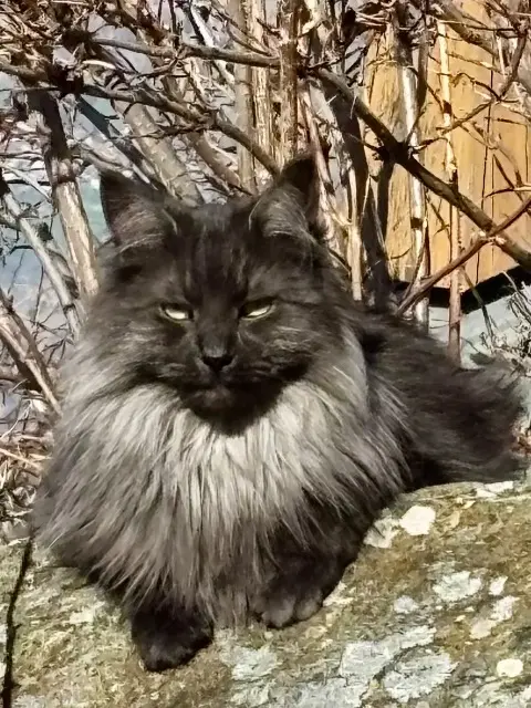 chatte reunited    Lyon Toscane