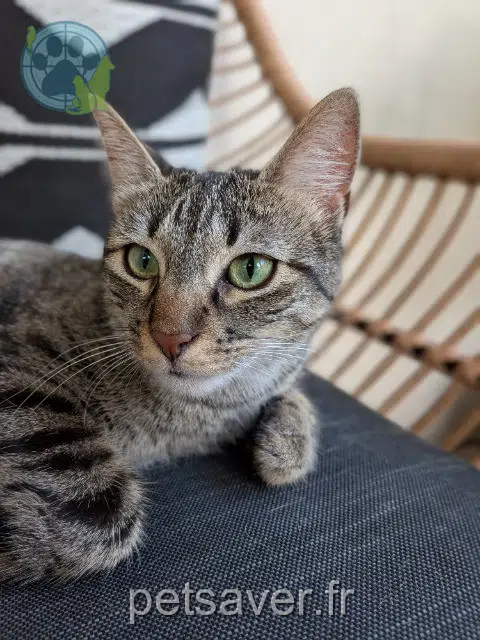 chatte reunited Lyon Vanille