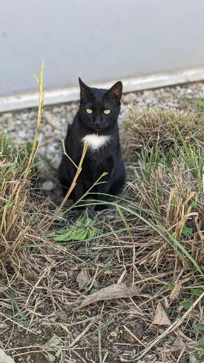 Chatte Perdue 69M Métropole de Lyon Lyon Chatte Perdue 69M Métropole de Lyon Lyon