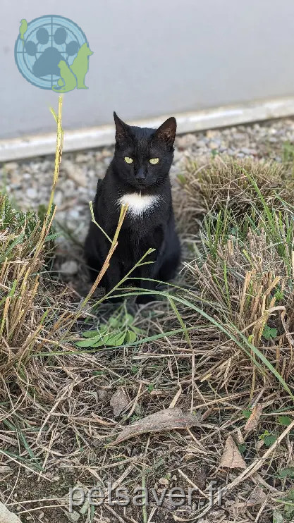 Chatte Perdue 69M Métropole de Lyon Lyon Chatte Perdue 69M Métropole de Lyon Lyon
