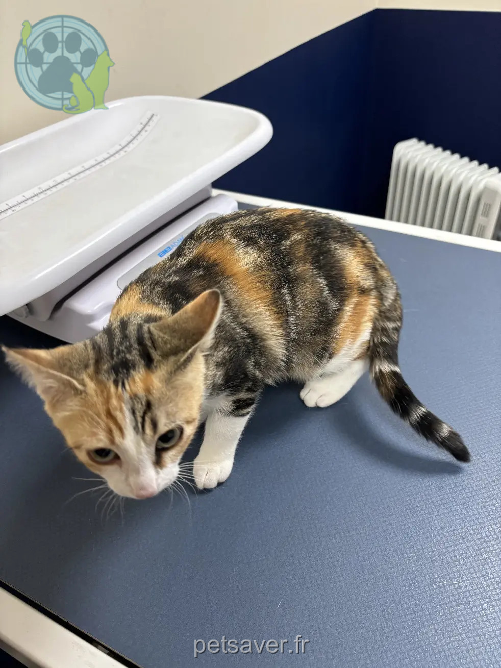 Chatte Perdue 69M Métropole de Lyon Lyon - Zina Chatte Perdue 69M Métropole de Lyon Lyon - Zina