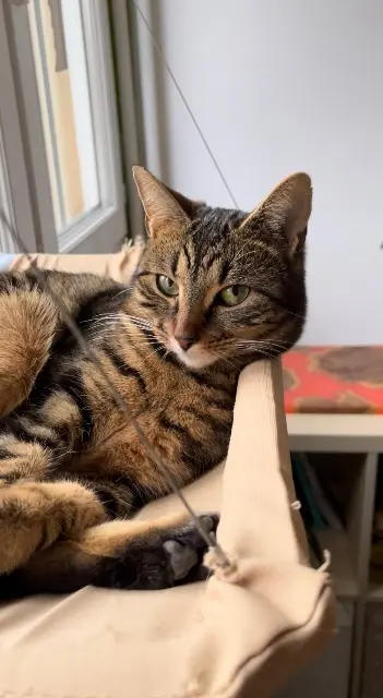 chatte reunited   69340 Francheville Marcelle