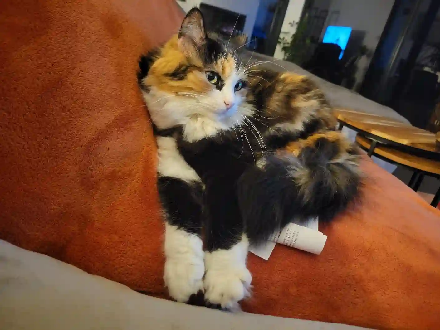 Chatte Trouvée 69M Métropole de Lyon - Maé Chatte Trouvée 69M Métropole de Lyon - Maé